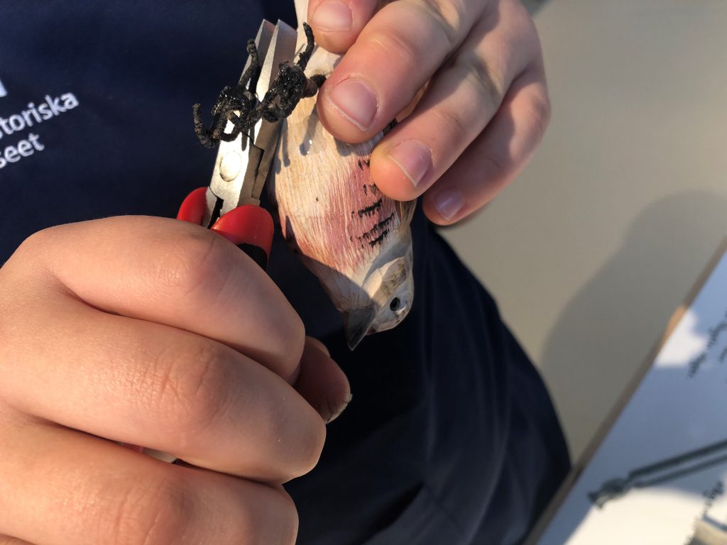 En person ringmärker en träfågel.