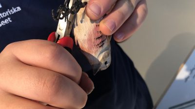 En person ringmärker en träfågel.